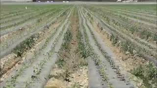 Agriculture In The Santa Clara River Valley ... By Alice B. Clagett