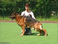 Немецкая овчарка 