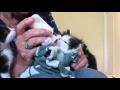 #4-03 Momma-Cat Lily, Bottle Feeding Five 4 Week Old Kittens