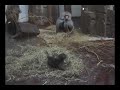 Video Glad bavian unge fra KBH ZOO