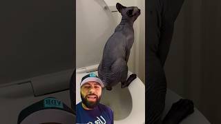 O Gatinho Fazendo Xixi No Vaso