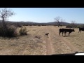 Blue Lacy working cows on Lacy Ranch