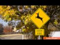 Woman Misunderstands Deer Crossing Sign; Radio Interview Goes Viral