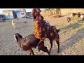 #Goat #meeting #blackbagal #goat #crossing #goatanimals