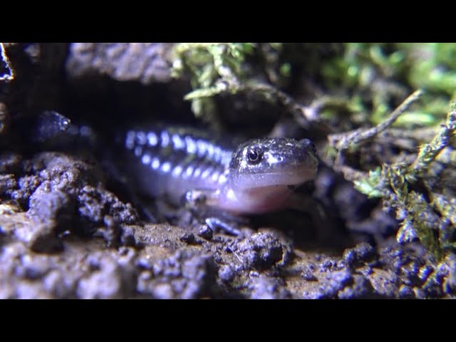 Spotted Salamanders - Eggs to Juveniles in 65 days! (Ambystoma maculatum)