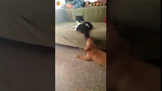 Dog vs Cat Fight - Cat and Dog Funny