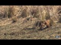 Tiger vs a Pack of Wild Dogs