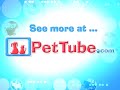 pettube