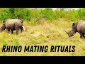 RHINO MATING BEHAVIOR: Only the Pee Will Tell
