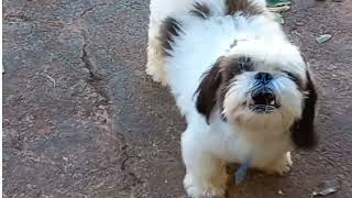 Köpekler Havlıyor Shih Tzu Havlıyor 222 Full Hd