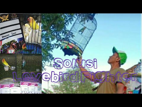 Solusi LOVEBIRD FIGHTER CUMA KOAK KOEK DI gantangan