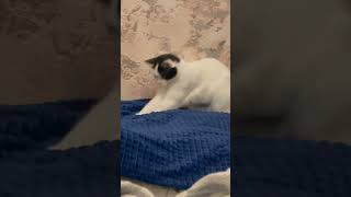 My Cat