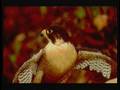 Peregrine Falcon - Threats Peregrine Falcon - Threats