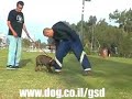 German Shepherd puppy 3,5 months old Killjoy Lev Praee