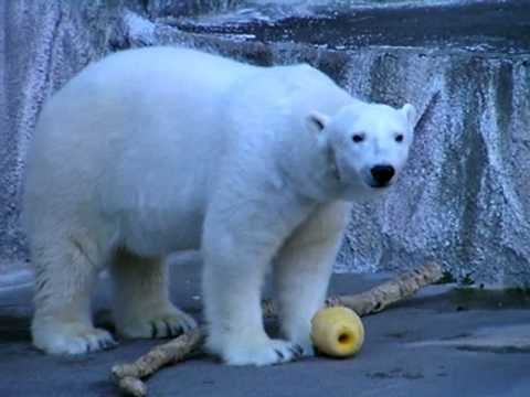 シロクマ浜松市動物園