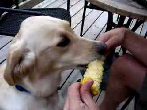 Watch more funny animal watch more funny. Watch more funny animal