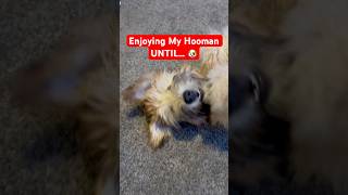 Enjoying My Hooman Until