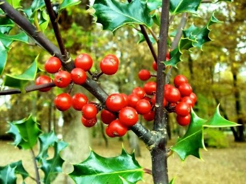 Как сажать калину: выращивание и уход за кустами 50 Как сажать калину: выращивание и уход за кустами 60