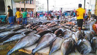 Morning Fish Market Scene | Amazing Site Distributes SeaFood