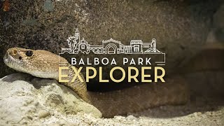 Virtual Explorer Experience: San Diego Natural History Museum