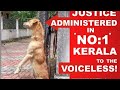 KERALA EXTREME ANIMAL CRUELTY CASE. Mass dog killing. #animalcruelty #kerala