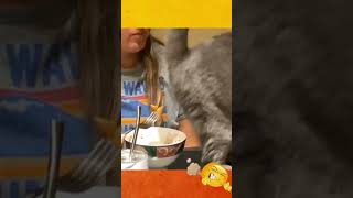 Fart Cat She Eats In Front Of The Cat , And Cat ... Try Not To Laugh Funny Video 2021