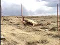 Elk death in the Red Rim-Daley Wildlife Habitat Management Area