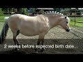 A sad sad story. Rest in peace my little angel Almstjerna and her little filly Bambi.