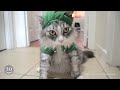 Spooky and Adorable Pet Halloween Costumes