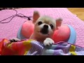 Adorable Cute South Korean Dog Gets Neck Massage