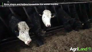 Teagasc 绿色英亩小牛养殖户:Irvine Allen