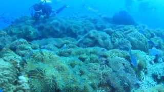 Sea anemone & Pink anemonefish