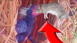 Brutaltikus Satu Sarang Jadi Santapan Anak Burung Butbut