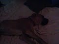 my big lazy dog