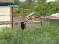 Видео Сахалин_собака загрызла ребенка-ОТВ.mpg