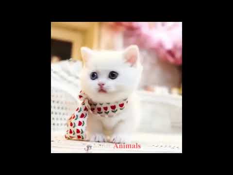 Funny And Cute Cats and Kitten Videos 2019 #14 Funny Animals