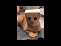Funny And Cute Cats and Kitten Videos 2019 #14 Funny Animals