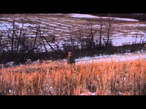 cheats for supreme deer hunting on facebook