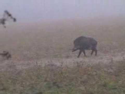 Watch Bogenjagd auf Schwarzwild im Winter in Ungarn