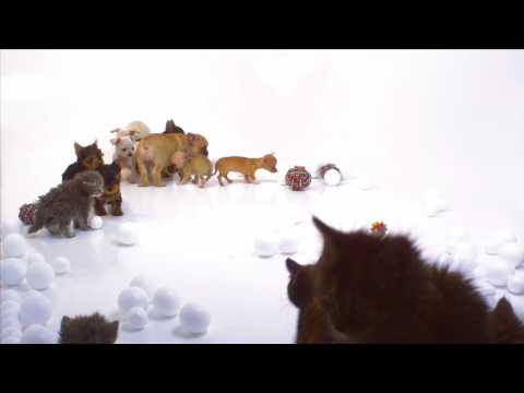Puppies and Kittens - DVD / Blu-Ray - 187 minutes