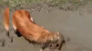 Funny cats and dogs