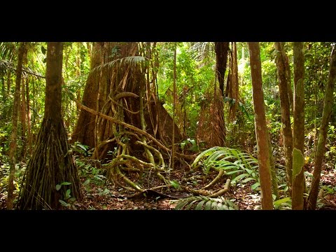 Amazon jungle documentary national geographic