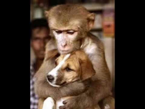 Silly Animal Photos