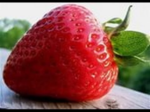 Посадить викторию усами Посадить викторию усами