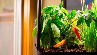 Plants & Aquaponics