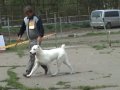 лучших бэбиков и лучших щенков 