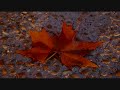 Les Feuilles Mortes - Autumn & Fall ecards - Seasons Greeting Cards Les Feuilles Mortes - Autumn & Fall ecards - Seasons Greeting Cards