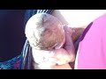 Birth of Willow Mealee