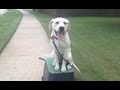 Daisy 6 Month Lab Puppy Training Tulsa