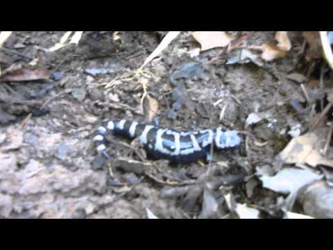 Marbled Salamander: Amystoma opacum